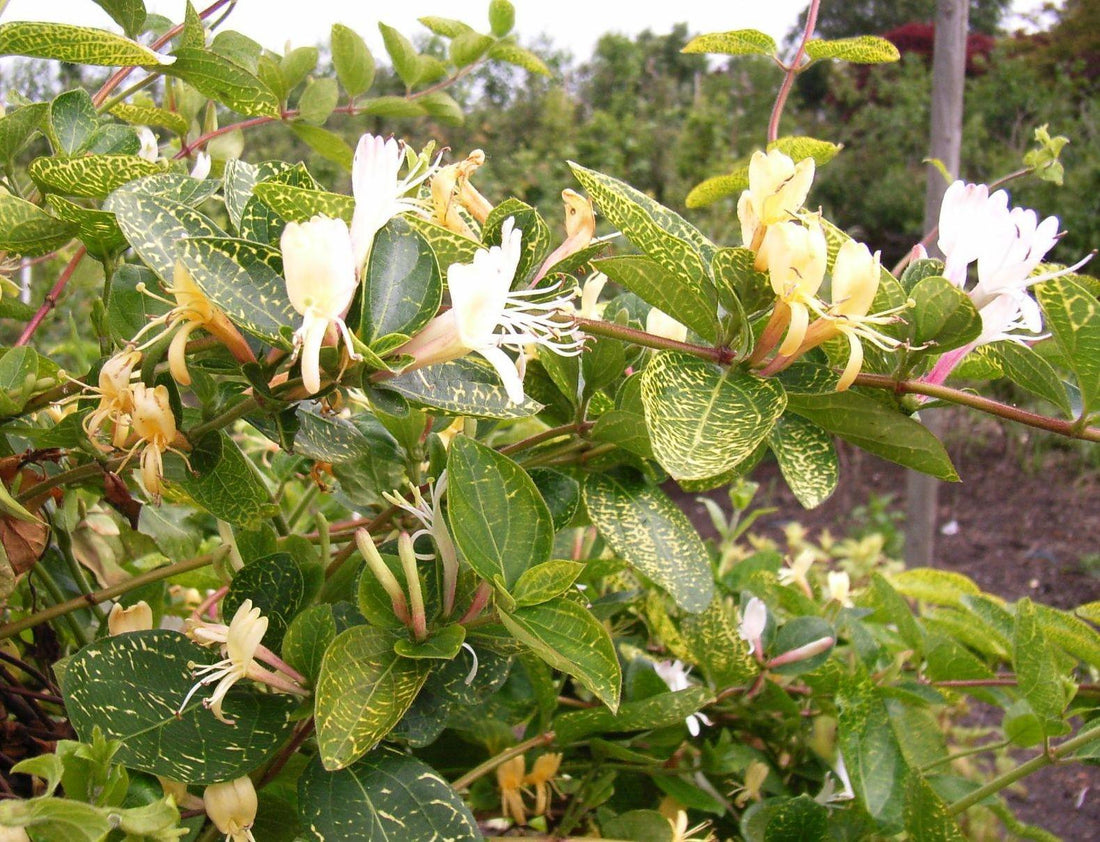 Lonicera "Aureoreticulata" 1.00 - 1.50 m /Lonicera japonica "Aureoreticulata"/ gradina-noastra