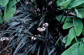 Iarba neagra "Black Dragon" 0.10 - 0.20 m / Ophiopogon "Black Dragon"/ gradina-noastra