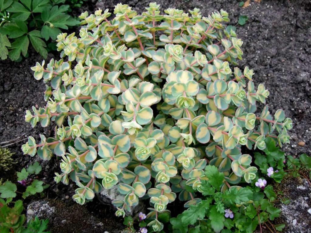 Iarba grasa 0.10 - 0.20 m / Sedum sieboldii "Mediovariegatum"/ gradina-noastra