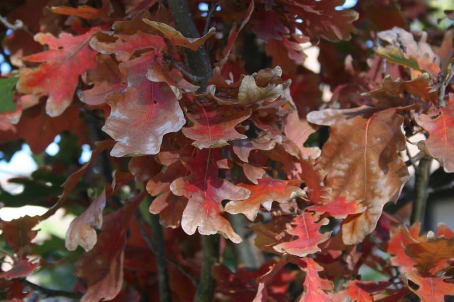 Stejar pedunculat 3.00 - 4.00 m / Quercus robur / gradina-noastra