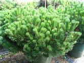 Pin pitic "Gnom" 0.50 m - 0.80 m / Pinus mugo "Gnom" / gradina-noastra