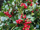 Ilex Nellie Stevens minge 0.80 - 1.00 m / Ilex mutchagara „Nellie R. Stevens”/