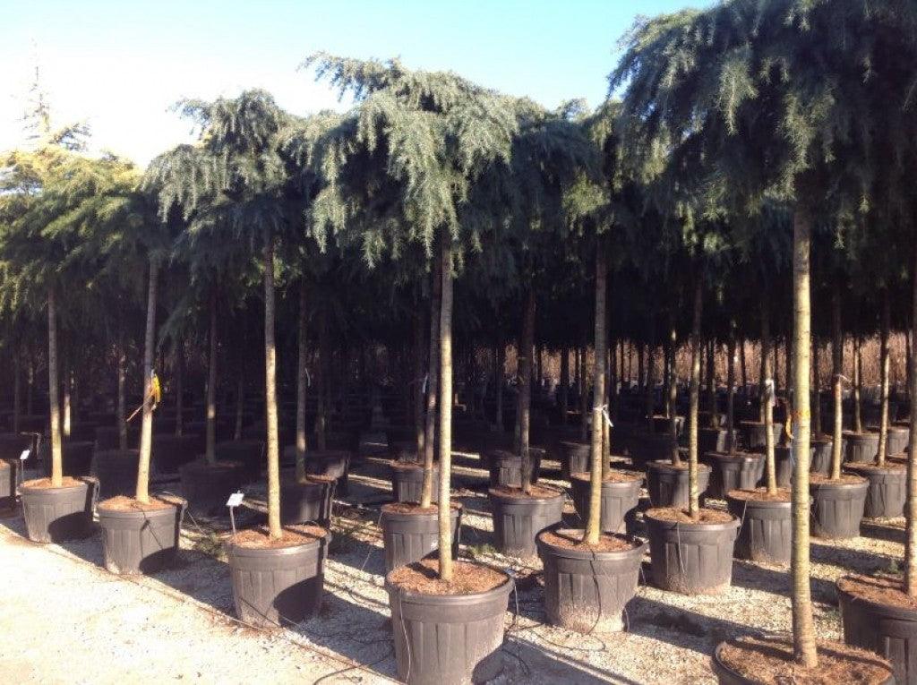 Cedru de Himalaya "Feelin Blue" 2.50 - 3.00 m / Cedrus deodora "Feelin Blue"/ gradina-noastra