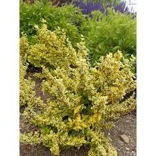 Voiniceriu japonez auriu 1.00 -1.20 m / Euonymus "Emerald Gold"/ gradina-noastra