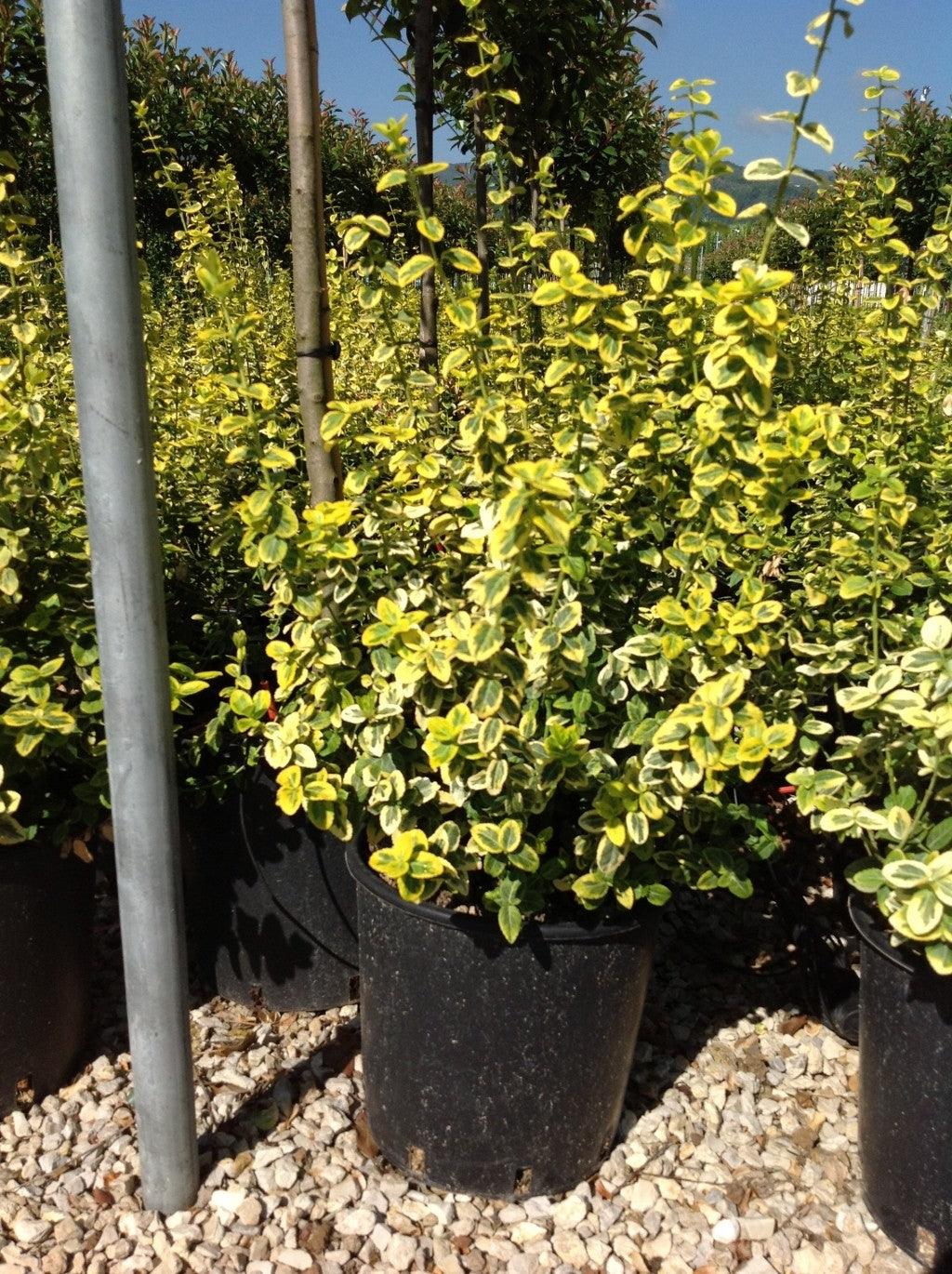 Voiniceriu japonez auriu 1.00 -1.20 m / Euonymus &quot;Emerald Gold&quot;/ gradina-noastra