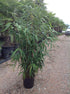 Bambus vesnic verde 1.50 -2.00 m / Bambusa metake / gradina-noastra
