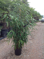 Bambus vesnic verde 1.50 -2.00 m / Bambusa metake /