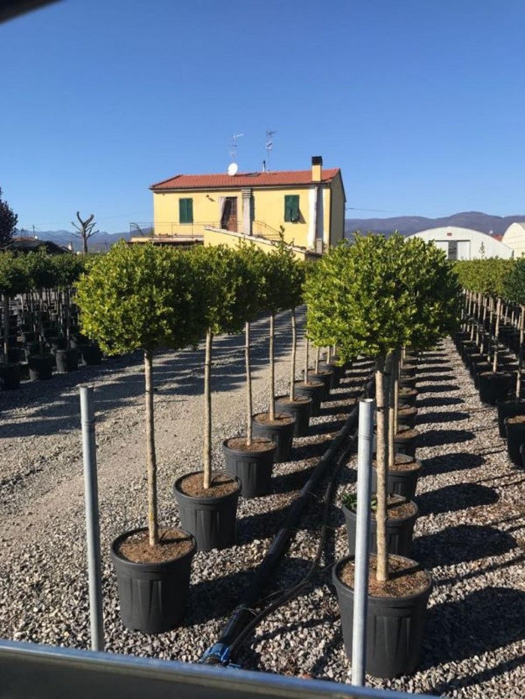 Lemn cainesc auriu 1.50 - 1.60 m / Ligustrum "Ovalifolium Aureum " gradina-noastra