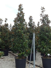 Magnolia vesnic verde "Goliath" 1.75 - 2.00 m / Magnolia grandiflora "Goliath" gradina-noastra