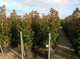 Magnolia vesnic verde "Goliath" 1.75 - 2.00 m / Magnolia grandiflora "Goliath" gradina-noastra