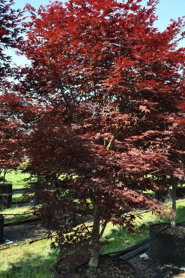 Artar japonez "Fireglow" 1.80 - 2.00 m / Acer palm "Fireglow" / gradina-noastra