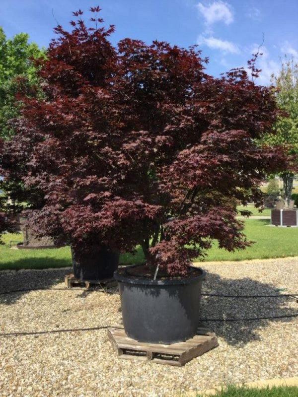Artar japonez "Bloodgood" 1.50 - 1.70 m / Acer palmatum "Bloodgood" / gradina-noastra