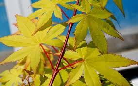 Artar japonez "Summergold" 1.25-1.50 m /Acer palm"Summergold"/ gradina-noastra