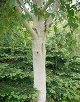 Mesteacan "Doorenbos" 3.00 - 4.00 m / Betula utilis "Doorenbos "/ gradina-noastra