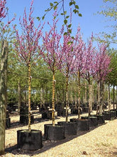 Arborele Iudei 3.00 m - 3.50 m / Cercis chinensis "Avondale" / gradina-noastra