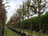 Arborele Iudei 3.00 m - 3.50 m / Cercis chinensis "Avondale" / gradina-noastra