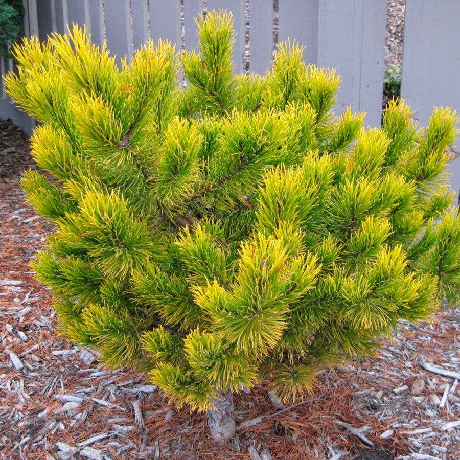 Pin pitic &quot;Winter Gold&quot; 1.00 - 1.20 m / Pinus mugo &quot;Winter Gold&quot;  / gradina-noastra