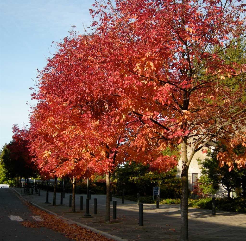 Frasin &quot;Raywood&quot; 3.00 - 3.50 m / Fraxinus angustifolia &quot;Raywood&quot;/ gradina-noastra