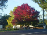 Frasin "Raywood" 3.00 - 3.50 m / Fraxinus angustifolia "Raywood"/ gradina-noastra