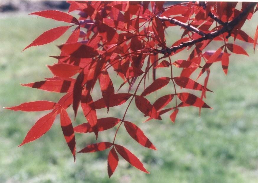 Frasin &quot;Raywood&quot; 3.00 - 3.50 m / Fraxinus angustifolia &quot;Raywood&quot;/ gradina-noastra