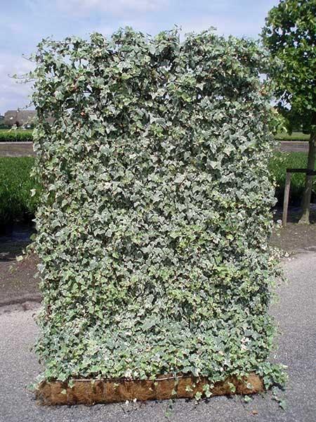 Iedera "Elegantissima" palier 1.40 -1.70 m / Hedera helix "Elegantissima"/ gradina-noastra