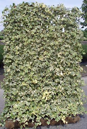 Iedera "Elegantissima" palier 1.40 -1.70 m / Hedera helix "Elegantissima"/ gradina-noastra