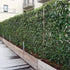 Iedera hibernica perete 1.40 -1.70 m / Hedera hibernica/ gradina-noastra