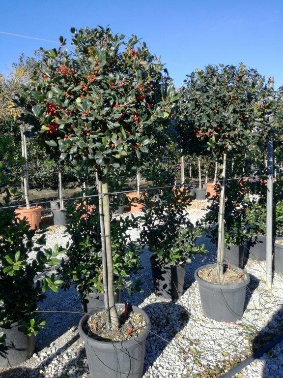 Ilex "Nellie R.Stevens" 1.50 - 1.75 m / Ilex mutchagara "Nellie R.Stevens"/ gradina-noastra