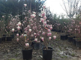 Magnolia "Soulangeana" 1.00 - 1.20 m / Magnolia "Soulangeana"/ gradina-noastra