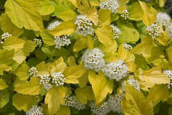 Physocarpus "Dart's Gold " 1.00 - 1.20 m / Physocarpus opulifolius "Dart's Gold"/ gradina-noastra