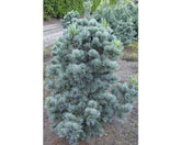 Pin alb japonez "Negishi 0.80 - 1.20 m / Pinus parvifolia "Negishi"/ gradina-noastra