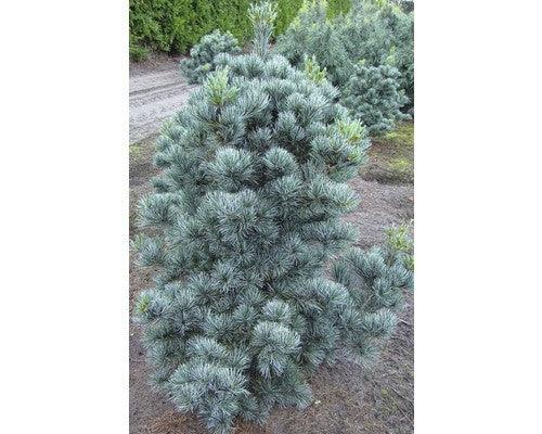 Pin alb japonez &quot;Negishi 0.80 - 1.20 m / Pinus parvifolia &quot;Negishi&quot;/ gradina-noastra