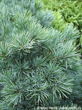 Pin alb japonez "Negishi 0.80 - 1.20 m / Pinus parvifolia "Negishi"/ gradina-noastra