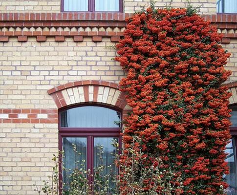 Pyracantha &quot;Ventoux Red&quot; perete 0.80 -1.20 m / Pyracantha coccinea &quot;Ventoux Red&quot;/ gradina-noastra