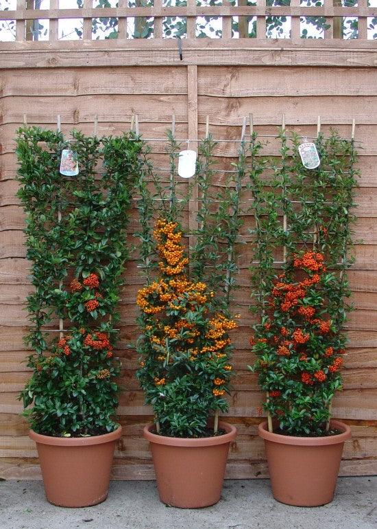 Pyracantha "Ventoux Red" perete 0.80 -1.20 m / Pyracantha coccinea "Ventoux Red"/ gradina-noastra