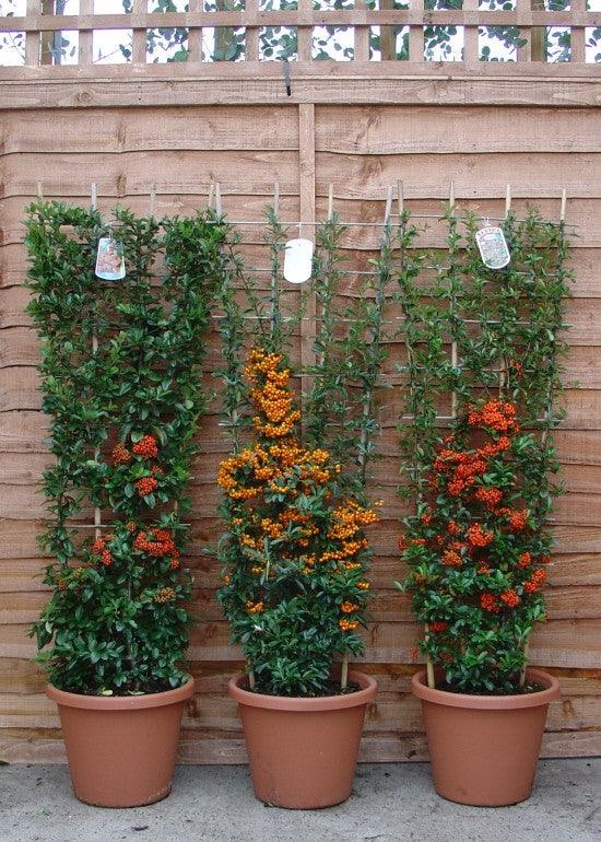 Pyracantha &quot;Ventoux Red&quot; perete 0.80 -1.20 m / Pyracantha coccinea &quot;Ventoux Red&quot;/ gradina-noastra