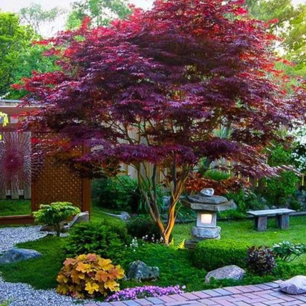 Artar japonez "Bloodgood" 1.00 - 1.30 m / Acer palmatum "Bloodgood" / gradina-noastra