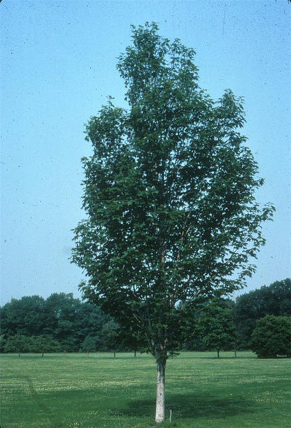 Artar rosu „Scalon” 2.50 - 3.50 m / Acer rubrum „Scalon” / gradina-noastra