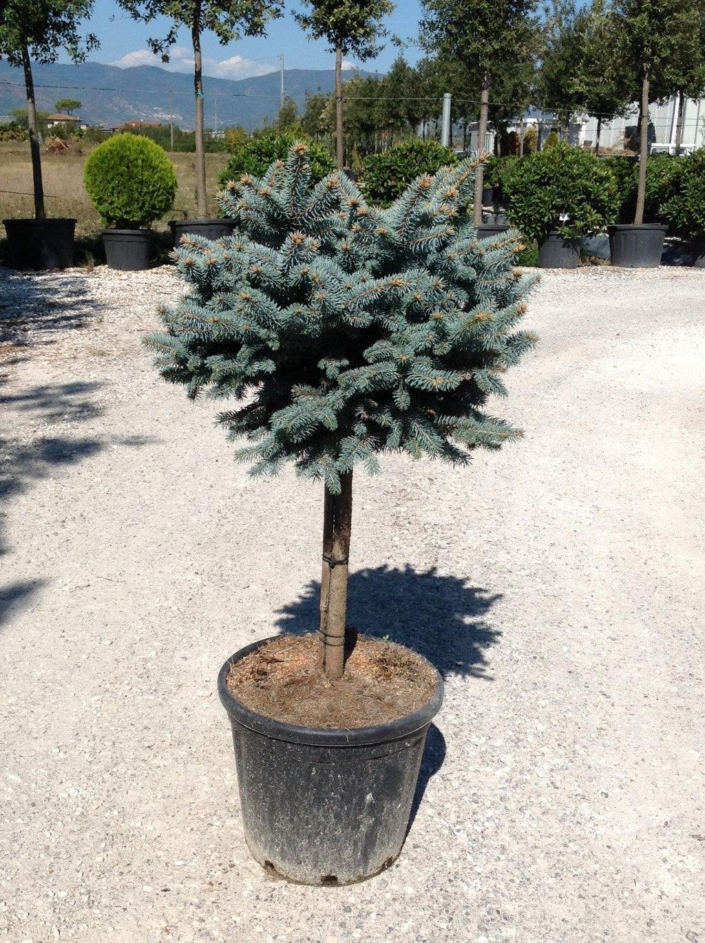 Molid argintiu globular 0.80 - 1.20 m / Picea pungens "Glauca Globosa" gradina-noastra