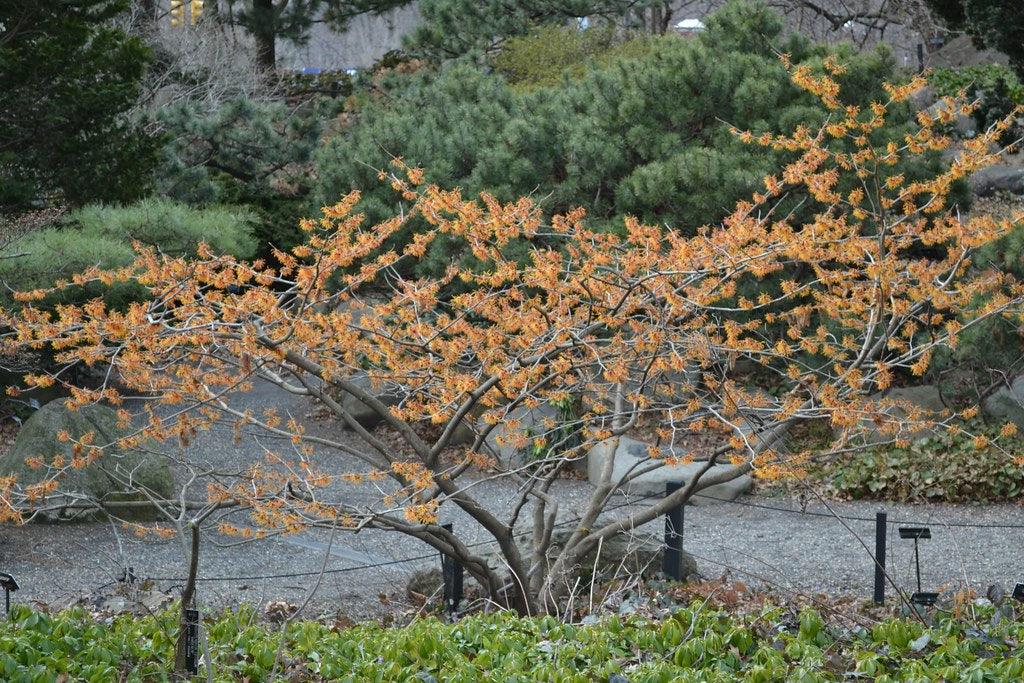 Nucul vrajitoarelor "Jelena" 0.80 - 1.20 m / Hamamelis x intermedia"Jelena"/ gradina-noastra