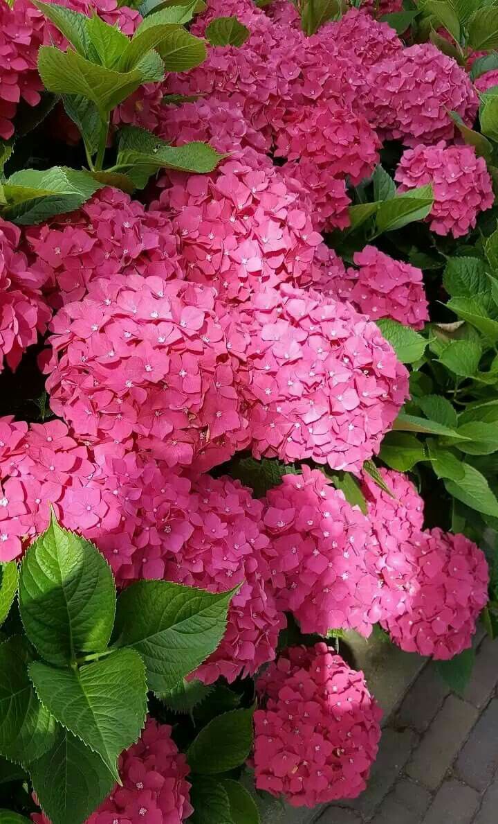 Hydrangea &quot;Maman Rose&quot; 0.50 - 0.70 m / Hydrangea macr. &quot;Mother Rose&quot;/