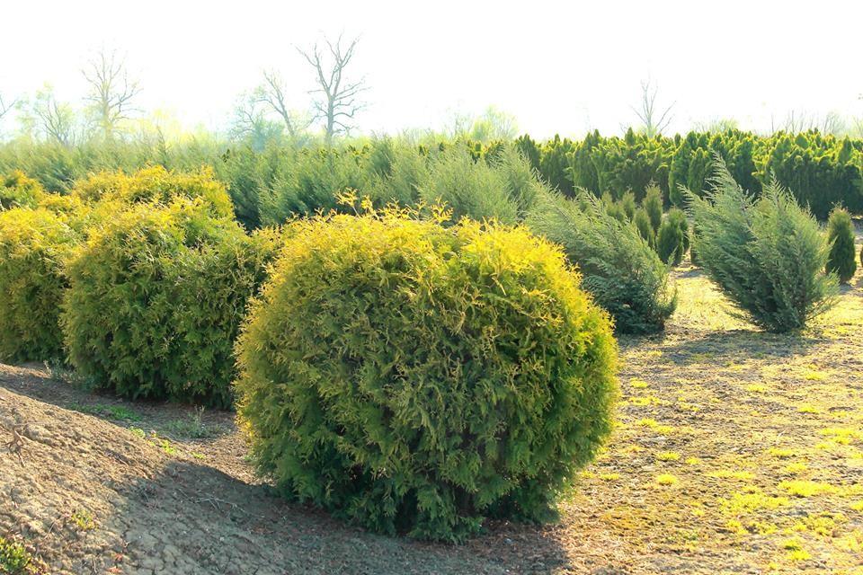 Tuia &quot;Golden Globe&quot; 0.80 - 1.00 m / Thuja occidentalis &quot;Golden Globe&quot; / gradina-noastra