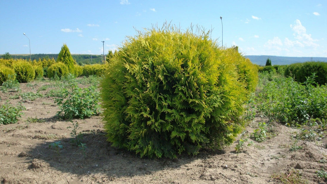 Tuia "Golden Globe" 0.80 - 1.00 m / Thuja occidentalis "Golden Globe" / gradina-noastra