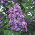 Liliac "Michel Buchner" 1.20 - 1.50 m / Syringa vulgaris "Michel Buchner" / gradina-noastra