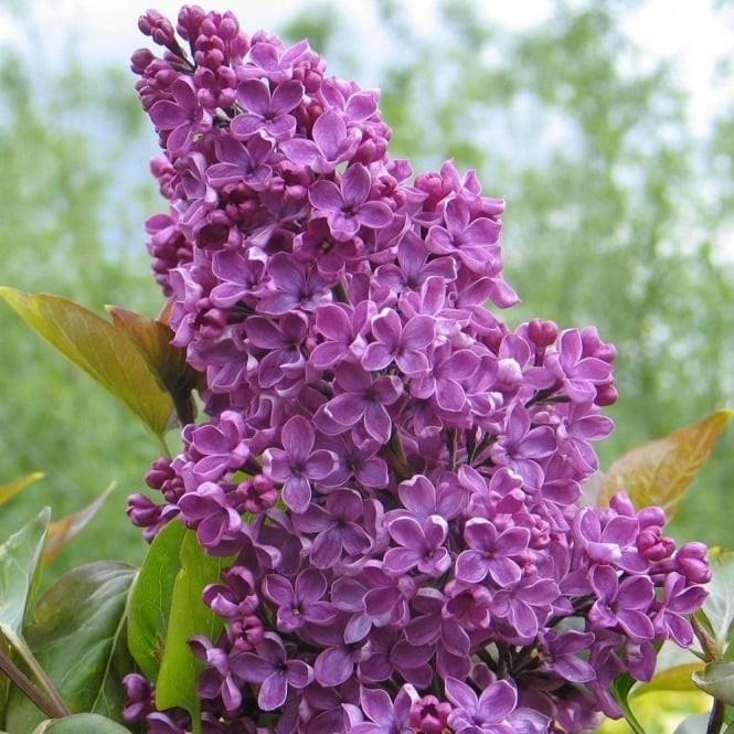 Liliac "Souvenir de Louis Spath" 1.20 - 1.50 m / Syringa vulgaris "Souvenir de Louis Spath" / gradina-noastra