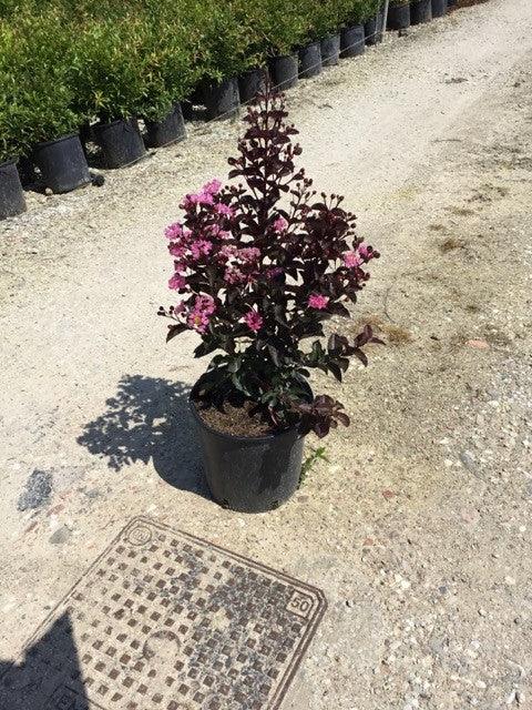 Liliac indian &quot;Rapsody in Pink&quot; 1.00 - 1.20 m / Lagerstroemia indica &quot;Rapsody in Pink&quot; / gradina-noastra