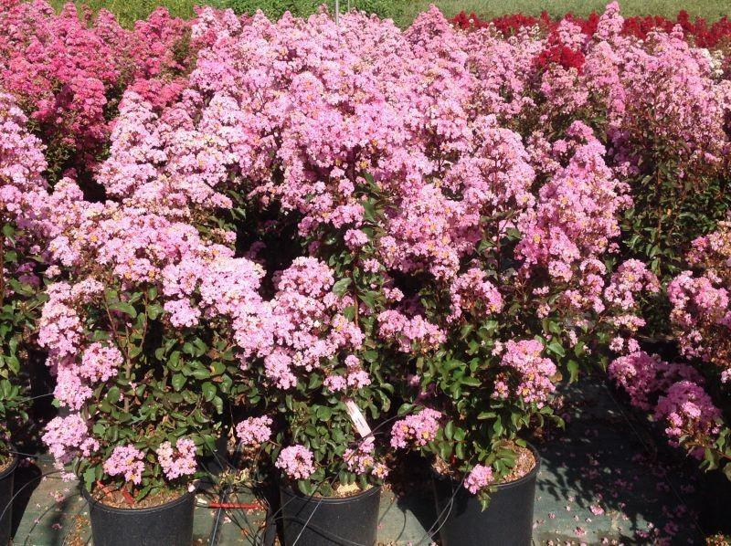 Liliac indian &quot;Rapsody in Pink&quot; 1.00 - 1.20 m / Lagerstroemia indica &quot;Rapsody in Pink&quot; / gradina-noastra