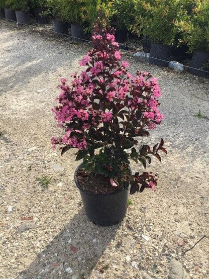 Liliac indian &quot;Rapsody in Pink&quot; 1.00 - 1.20 m / Lagerstroemia indica &quot;Rapsody in Pink&quot; / gradina-noastra