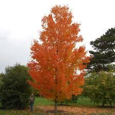 Paltin argintiu piramidal 4.00 - 4.50 m / Acer saccharinum "Pyramidale" / gradina-noastra