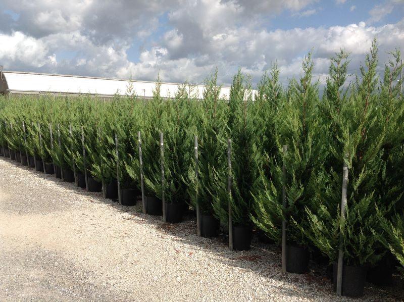 Chiparos leylandii 1.75 - 2.00 m / x Cupressocyparis leylandii, ideal pentru amenajarea grădinii dumneavoastră.